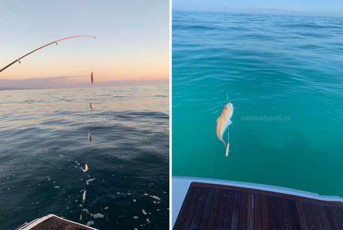 Морская рыбалка в Сочи