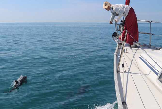 Дельфины в Сочи