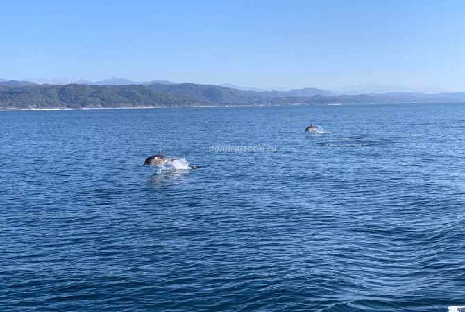 Дельфины в Сочи